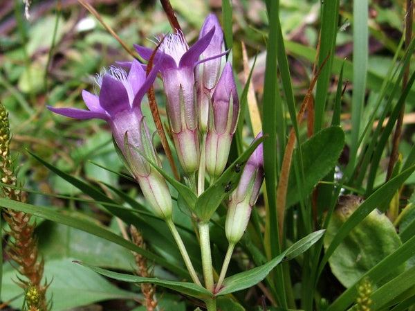 15 Seeds Gentiana lutescens