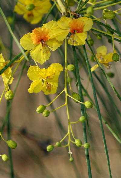 150   Parkinsonia aculeata  Seeds, Jerusalem thorn Tree Seeds , Ratama Seeds. jelly bean tree Seeds