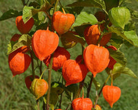 500  Physalis alkekengi , Bladder cherry, Chinese lantern.Japanese lantern Seeds