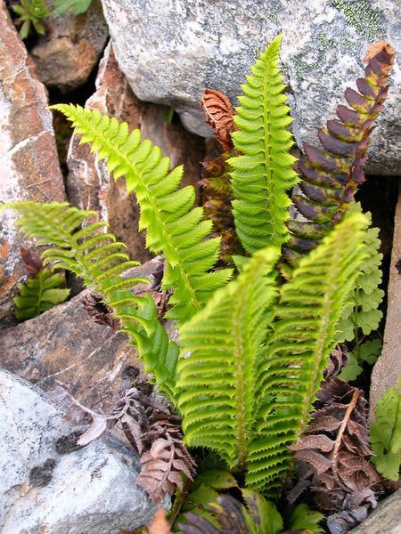 20 Polystichum lonchitis Seeds, northern hollyfern, simply holly-fern plant Seed