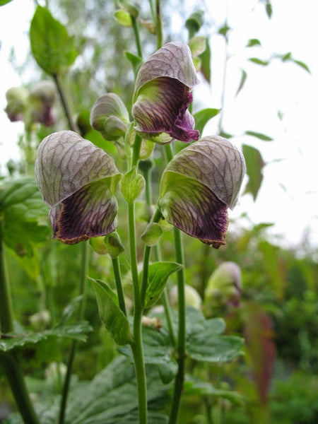 200 Seeds Aconitum heterophyllum Seeds, Indian Atees Seeds