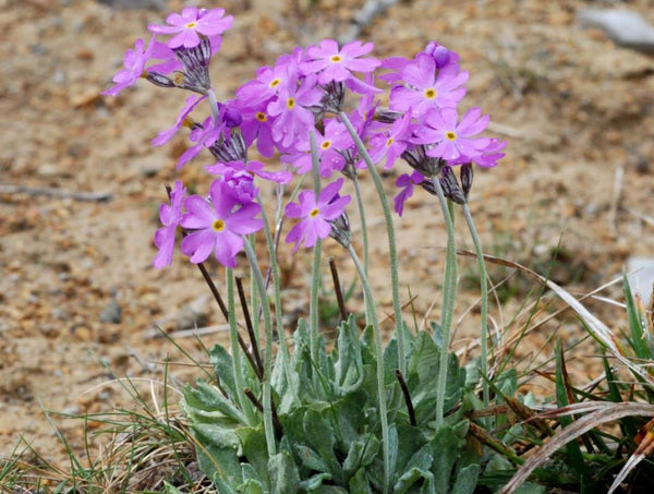 20 Primula farinosa Seeds, birds eye primrose Seeds,