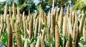 1000 Seeds Pennisetum glaucum Seeds, Pearl millet Seeds For Growing