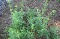 1000  + Seeds Sisymbrium irio, London rocket Seeds, For Germination