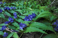 25 Gentiana asclepiadea Seeds , Willow gentian Seeds,