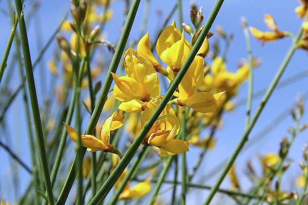 25 spartium junceum Seeds, Spanish broom or weaver's broom,