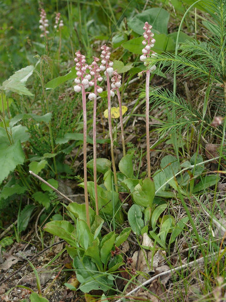 20 Pyrola minor  Seeds, Common Wintergreen, Snowline Wintergreen, Lesser Wintergreen