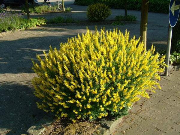 10 Seeds Cytisus nigricans Seeds, Black Broom Seeds