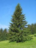 10 Picea abies Seeds. Norway spruce Seeds.