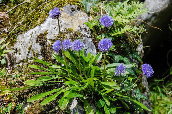 25 Globularia nudicaulis Seeds, Ssp gardensis