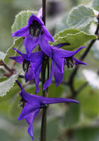 20 Delphinium crassifolium Seeds,