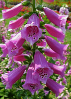 200  Digitalis purpurea Seeds, Foxglove Seeds