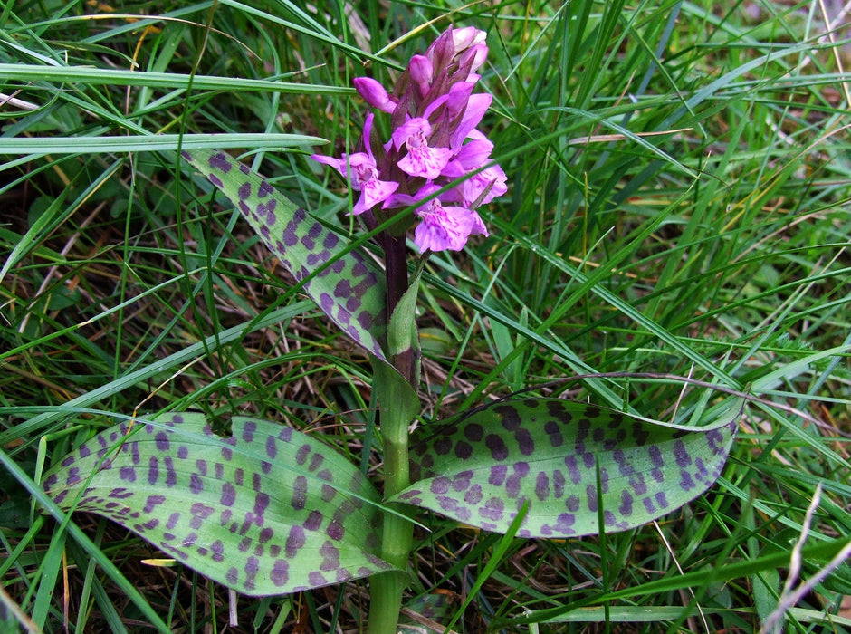 50 Dactylorhiza maculata Seeds, heath spotted-orchid , moorland spotted orchid,