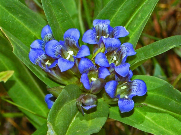 25 Gentiana cruciata Seeds, star gentian , Cross gentian Seeds