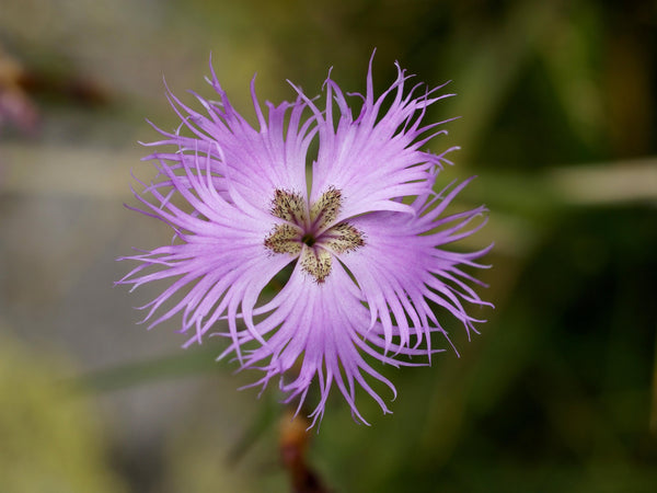 10 Seeds Dianthus hyssopifolius Seeds. fringed pink