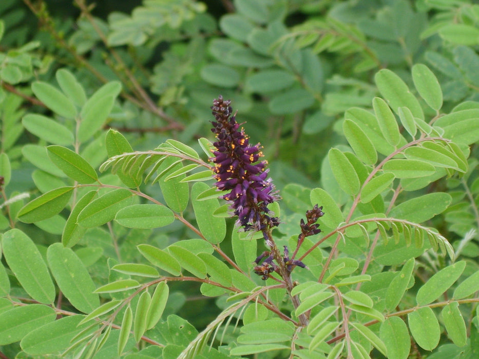 25 Seeds Amorpha fruticosa False Indigo, False indigo bush