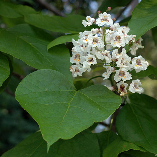 20 Seeds Catalpa bignonioides Seeds, Indian Bean Tree Seeds