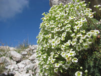 20 Saxifraga squarrosa Seeds