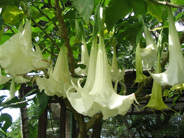 25 Seeds Brugmansia candida Seeds ,White Angel's Trumpet Seeds.