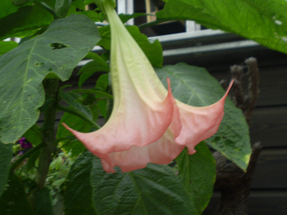 25 Seeds Brugmansia suaveolens ,Pink Angel's Trumpet Flower Seeds