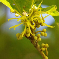 20  Hamamelis virginiana Seeds , Witch Hazel Seeds