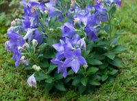 50 Platycodon grandiflorus Seeds , Balloon Flower Seeds