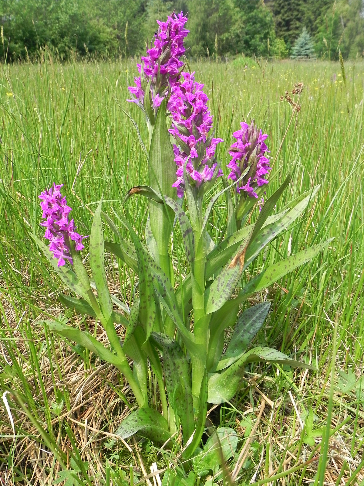 25 Dactylorhiza majalis Seeds,Broad Leafed Marsh Orchid,Broad Leafed M ...