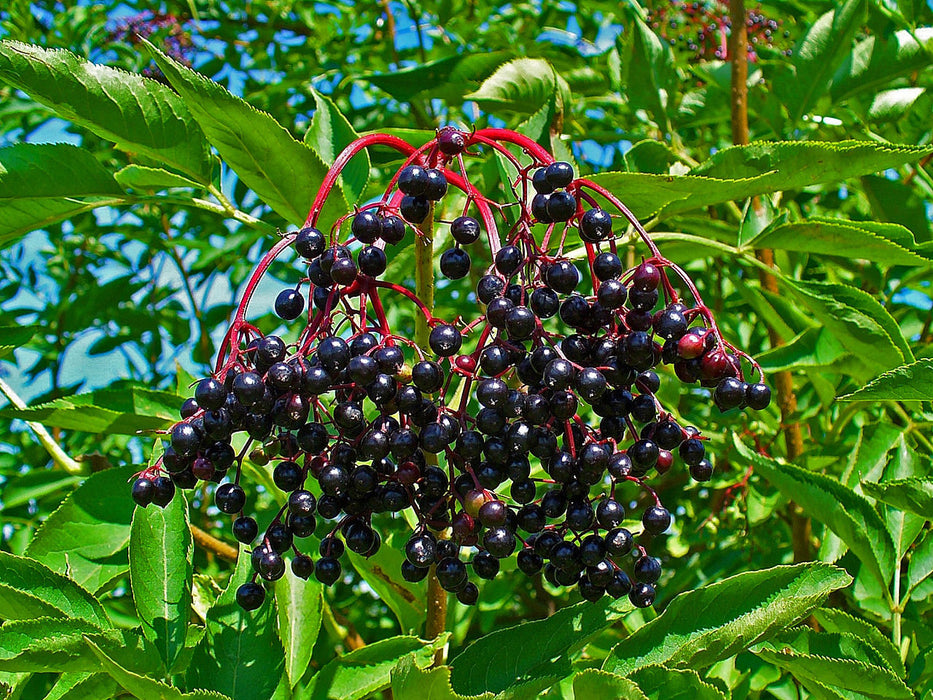 50  Sambucus nigra Seeds, Elderberry Seeds