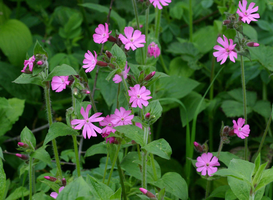25  Silene dioica Seeds, red campion Seeds, red catchfly Seeds