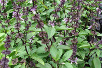 1000  Seeds Ocimum basilicum Seeds. Basil, Sweet basil, Ram Tulsi