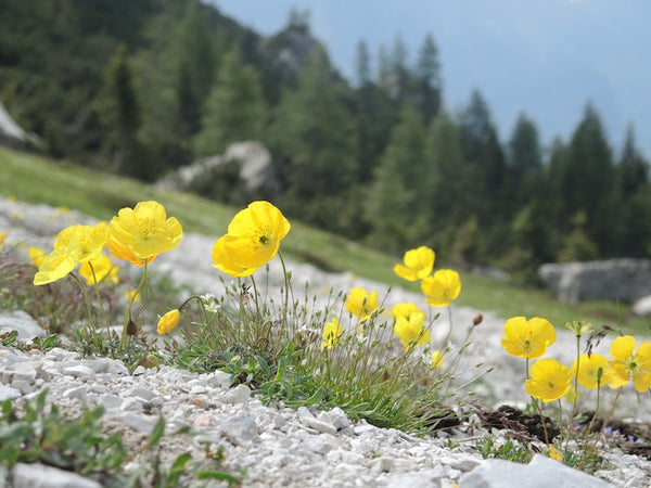 10 Papaver alpinum ssp. rhaeticum Seeds, Rhaetian Poppy or Golden Tuft Seeds