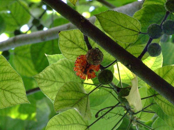 200 Broussonetia papyrifera Seeds, Paper mulberry Seeds