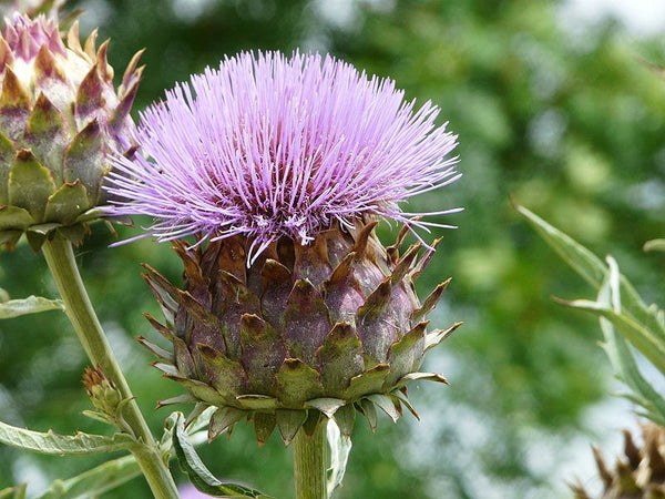 200  Cynara Scolymus Seeds, Artichoke Seeds, Globe artichoke Seeds