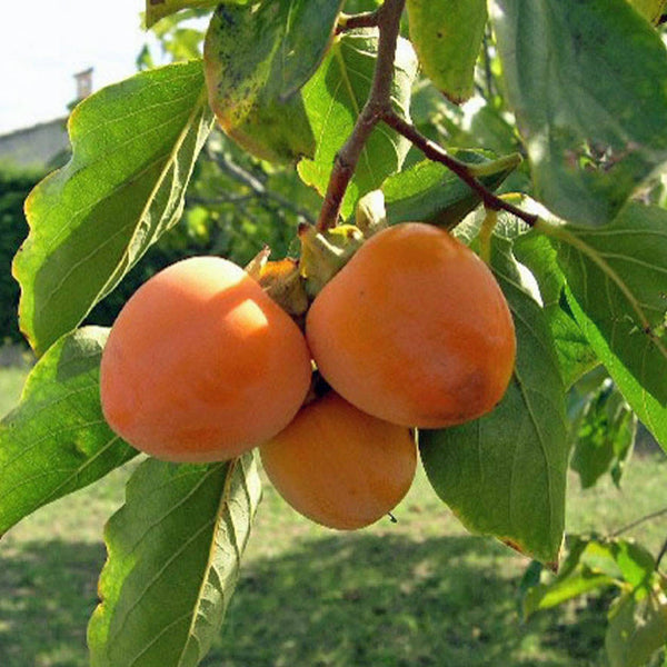 50  Diospyros kaki Seeds, Japanese Persimmon Seeds