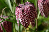 10 Seeds Fritillaria dangana Seeds, Rare and hard to find Seeds