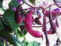 100 Seeds Dolichos lablab Seeds ,Hyacinth bean ,Egyptian bean Seeds