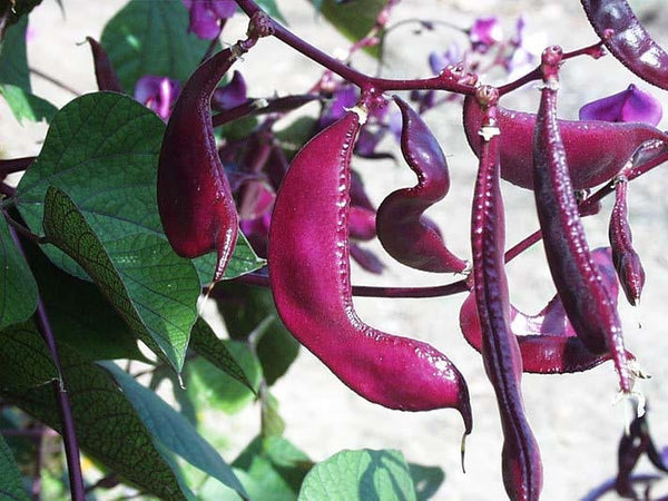 100 Seeds Dolichos lablab Seeds ,Hyacinth bean ,Egyptian bean Seeds - Seeds And Smiles - Buy Top Quality Seeds With Free Worldwide Shipping