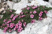 10  Potentilla nitida Seeds, Green Leaves Potentilla