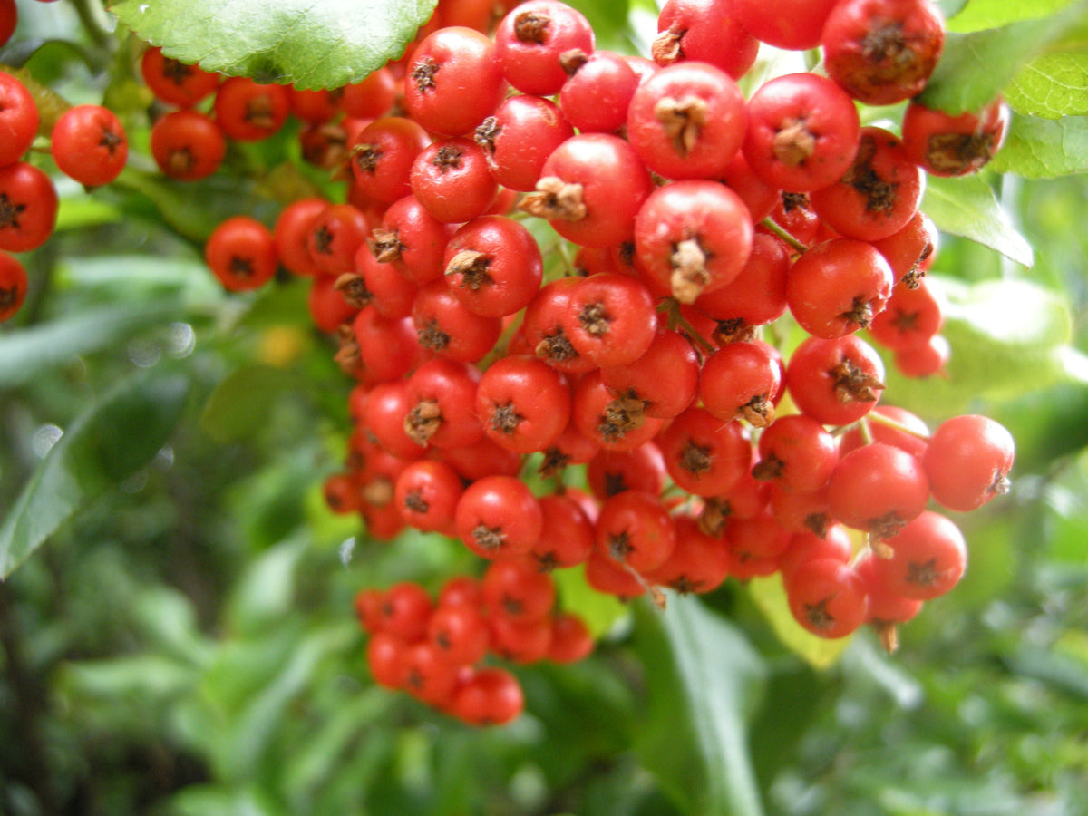 20 Pyracantha coccinea Seeds, scarlet firethorn Seeds — Seeds And ...