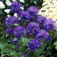 50  Seeds Campanula glomerata ssp krylowii