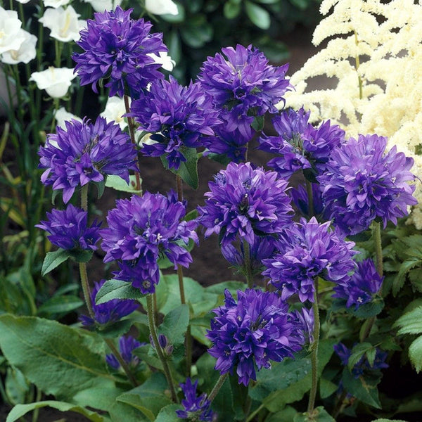 50  Seeds Campanula glomerata ssp krylowii