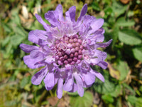 10 Seeds Scabiosa lucida