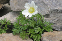 20 Anemone baldensis Seeds,