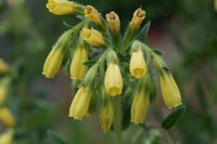 10 Potentilla clusii Seeds,