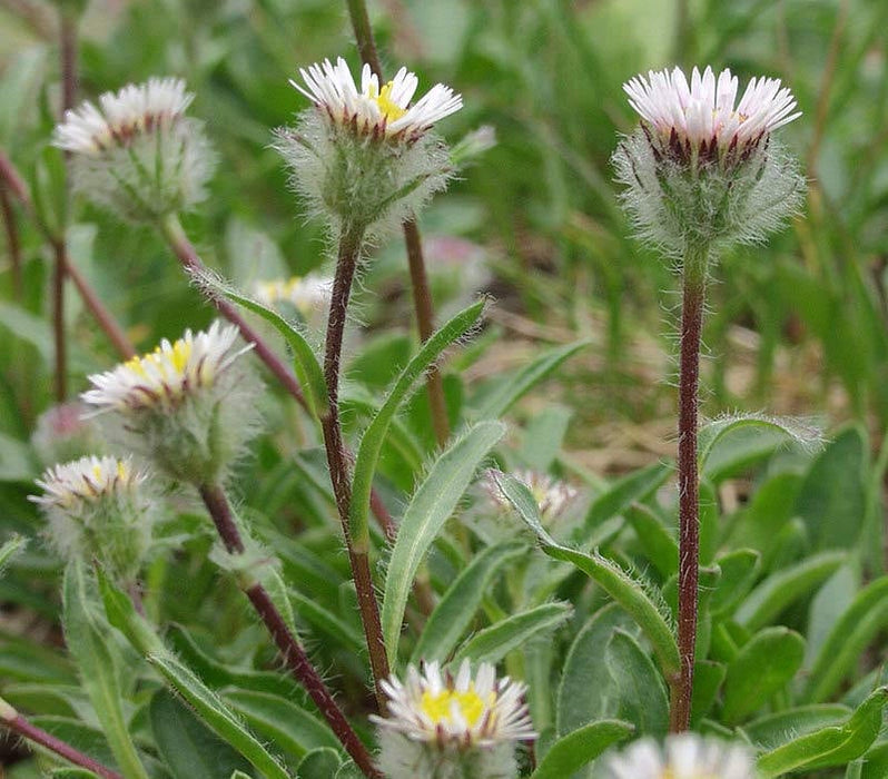 15 Erigeron uniflorus Seeds, Oneflower Fleabame