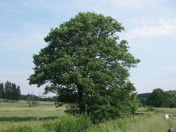 20  Seeds Alnus glutinosa, common alder, black alder, European alder