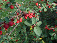 10 Cotoneaster scandinavicus Seeds. Cotoneaster Seeds