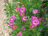 10 Anemone x lesseri Seeds, Windflower Seeds