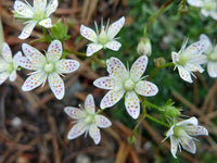 10 Saxifraga bronchialis Seeds, Spotted Saxifrage Seeds,