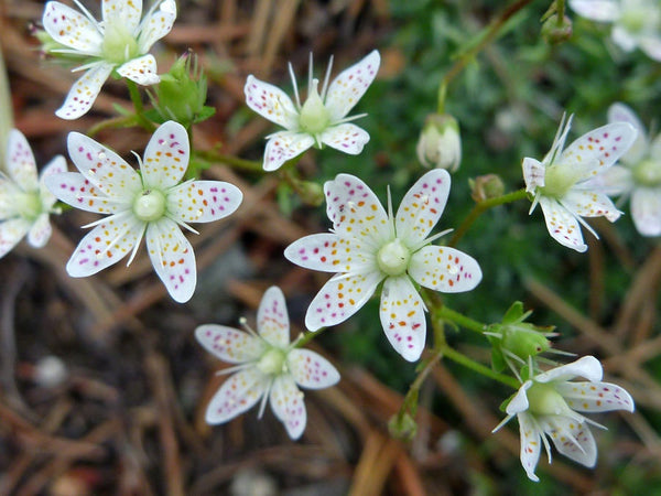 10 Saxifraga bronchialis Seeds, Spotted Saxifrage Seeds,